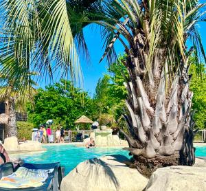 un palmier installé à côté d'une piscine dans l'établissement Camping MAYOTTE TOHAPI 5 étoiles, à Biscarrosse