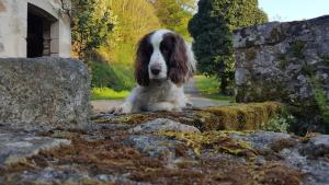 a black and white dog sitting on some rocks at Le Moulin de Pensol in Pensol