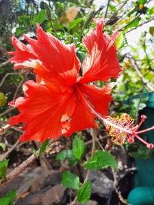 una flor roja está creciendo en un árbol en La Villa Zen, en Saint-Paul