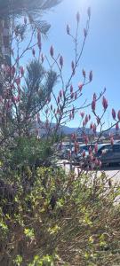 ブラショヴにあるApartment Altipiani Panoramicのピンクの花が咲く木
