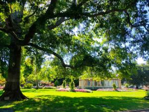 a tree in a park with a building in the background at Dunstans Guest House in Ballarat