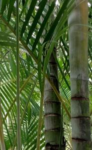 a palm tree with green leaves in the background at The Jungle House in Arugam Bay +17 photos