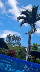 una palmera junto a una piscina en Quinta Elisyum, con Piscina y Rancho, en San Ramón