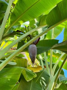 un plátano con un montón de hojas verdes en Maloca by Villa Clarissa8 en Las Terrenas