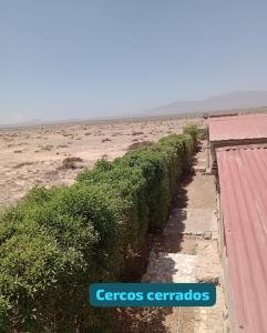 een rij struiken naast een veld met een strand bij Cabañas Las Murallas in Punta de Choros