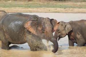 Altri animali domestici presso l'affittacamere o nei dintorni