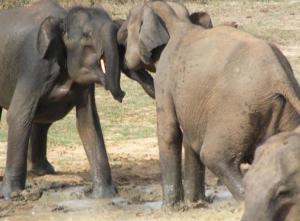 Altri animali domestici presso l'affittacamere o nei dintorni