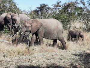 een groep olifanten die in een veld lopen bij Elephants' Cottage - 102 Mjejane Game Reserve, KNP in Hectorspruit