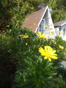 a bush with yellow flowers in front of a house at Tuyết Hoa Hòn Bồ Homestay in Da Lat