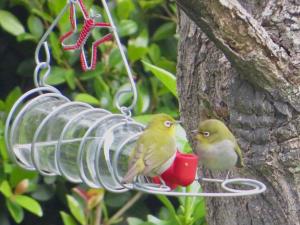 two birds perched on a bird feeder hanging from a tree at Whistlewood Guesthouse Walmer, Port Eizabeth in Port Elizabeth