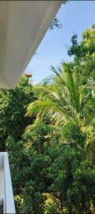 - une vue sur une forêt d'arbres et de palmiers dans l'établissement Royal great Friendly Rooms Banjara hills 7, à Hyderabad