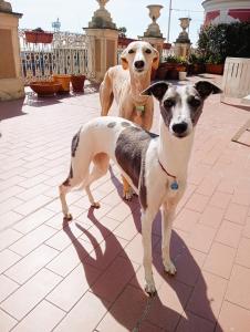 zwei Hunde stehen nebeneinander auf einer Terrasse in der Unterkunft I MUSETTI in Genua