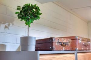 a plant sitting on top of a table with a suitcase at Studio Kielo in Siilinjärvi