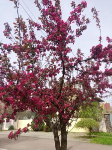 un arbre rempli de fleurs roses dans une rue dans l'établissement New and comfortable apartments, à Oujhorod