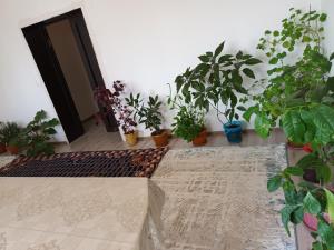 einen Flur mit Topfpflanzen und eine Tür mit Pflanzen in der Unterkunft Guest Houst Akkyya in Akkyya