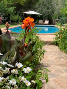 - un jardin avec des fleurs blanches et orangées à côté d'une piscine dans l'établissement Beautiful fruit farm and vineyard in heart of Soller Valley, à Sóller