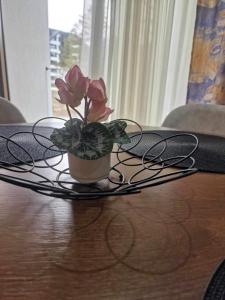 Galeri foto Apartman Katarina di Divcibare