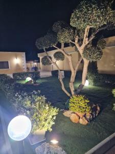 a tree in a yard at night with lights at casale in Brindisi