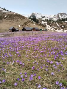a field of purple flowers in front of a mountain at Katun Siska Medna Dolina in Berane