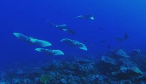 un grupo de peces nadando en el océano en Morus Bliss - Divers' Preferred Hotel, en Maradhoofeydhoo