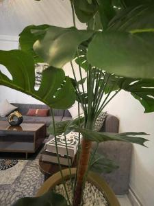 una planta verde en una olla en una sala de estar en cristal appart en Essaouira