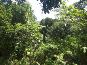 a forest filled with lots of lush green trees at Mountain view home stay in Mirigama