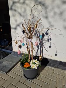 een plant in een pot met bloemen erin bij Casa 7 Sate in Săcele