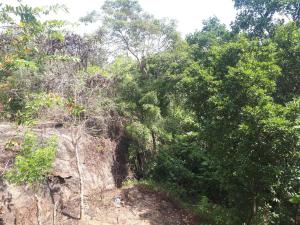 un bosque lleno de árboles y arbustos en Mountain View Home stay, en Mirigama