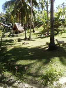 a sheep walking in a field with palm trees at Era's Garden Homestay in Catmon
