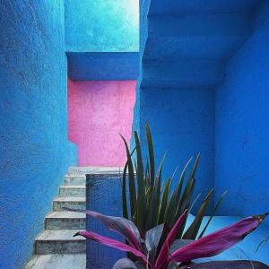 a plant in front of a blue and pink wall at Recámara con terraza y Firepit privados in Santiago