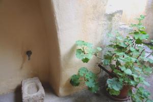 a potted plant sitting next to a wall at Axion Studios in Aroniadika
