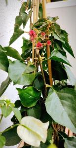eine Pflanze mit grünen Blättern und roten Blumen darauf in der Unterkunft Casa Manaar in Polignano a Mare