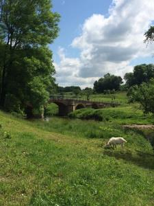 a sheep grazing in a field in front of a bridge at Meine Ferienwohnung Pleissenhaus in Altenburg