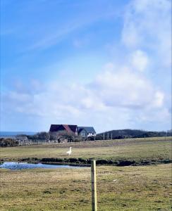 a bird standing in a field with a house at Berstane Lodges in Orkney