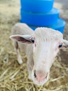 a lamb standing in the hay looking at the camera at Sandalwood Downs Fabulous Farm Stay TOODYAY in Toodyay