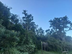 un elefante in piedi in un campo vicino agli alberi di Aberdare white camp house kenya a Ndaragwa