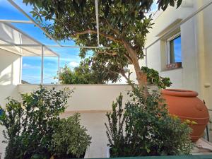 a plant in a large pot next to a window at Sopramonte Exclusive Rooms in Capri
