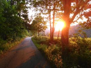 uma estrada de terra com o sol brilhando através das árvores em Gasthof Walhalja em Schmallenberg