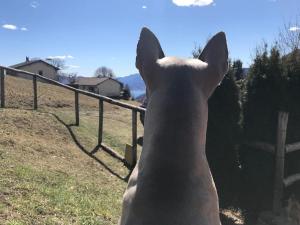 un cane che guarda un recinto in un campo di Rustico sopra Brissago a Brissago