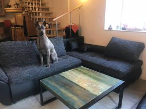 Ospiti di Rustico sopra Brissago con animali domestici