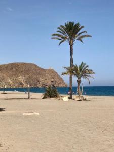 two palm trees on a sandy beach near the ocean at Apartamento de Carboneras - Terrazas y Vistas in Carboneras +30 photos