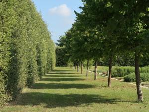 une rangée d'arbres dans un jardin dans l'établissement Sacramora, à Faenza
