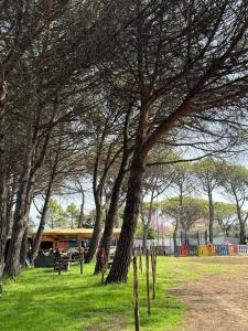 een groep bomen in een park met gras bij Glamping Pineta in Paestum