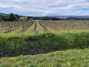 a field with rows of vines in a field at Chez Claudia et Serge in Vernègues