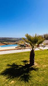 a palm tree in the grass near a body of water at Boutique Hotel Serena Vista in Pragança