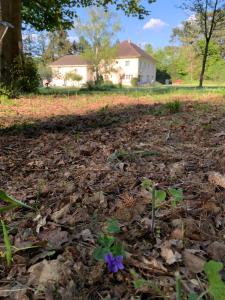 a purple flower in the ground in front of a house at Domaine de Beauvilliers in Chaumontel +3 photos