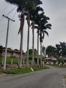a group of palm trees on the side of a road at LA MESA CUND, APTO CONJUNTO GETSEMANI in La Mesa