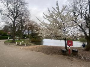 a tree with white flowers on it next to a river at Single Room in Erdington B23 in Birmingham