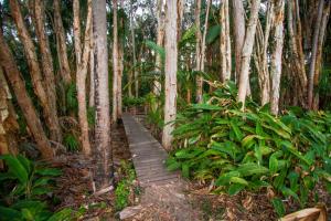 a wooden path through a forest with trees at Agnes Palms Accommodation in Agnes Water