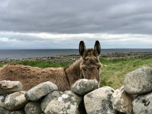 Altri animali domestici presso l'appartamento o nei dintorni